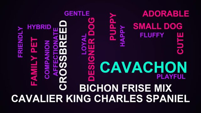 Cavachon Word Cloud