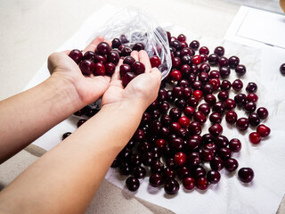 Preparing cherries for freezing. A woman places the berries in bags. Preserving for the winter. © Iryna Diadechko