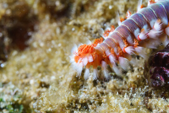 fire worm on a coral reef