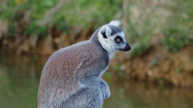 Lemur sits near water's edge, alert and curious. Farming in Lincolnshire