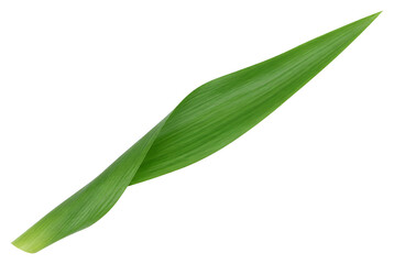 Fototapeta premium Single vibrant green leaf isolated on white background 1.
