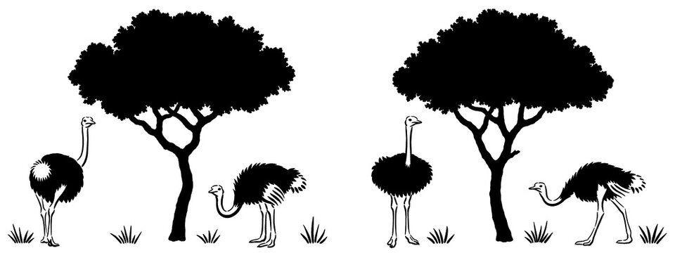 Ostriches walking around acacia trees isolated on a transparent background, minimalistic illustrations