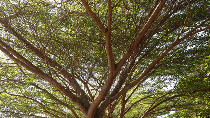 Fototapeta premium Low angle view of a large mature tree canopy against a bright sky