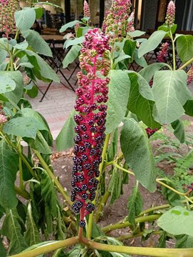Beautiful commercial photograph of a blooming pokeweed plant with dark glossy berries in a summer garden. This high-quality botanical close-up shot captures a detailed view of a Phytolacca acinosa flo