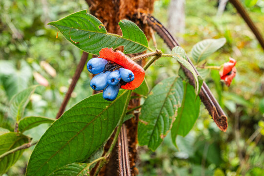 Vibrant Indigo Seed Pods and Red Bracts of Hot Lips Plant (Psychotria Poeppigiana or Palicourea Tomentosa). The plant is native to the tropical forests of Central and South America