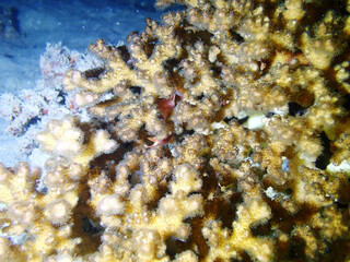 coral reef in the sea © taffpixture
