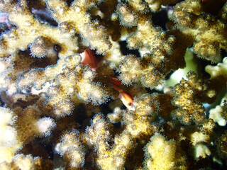 coral reef in the sea © taffpixture