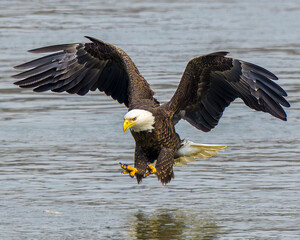 bald eagle in flight © Mark