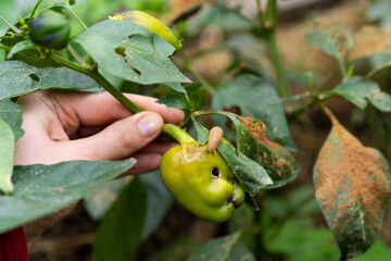 Fototapeta premium Hand inspecting pepper plant damaged by garden slug pest