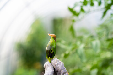 Snail crawling on damaged pepper being held by gloved hand © Надежда Урюпина