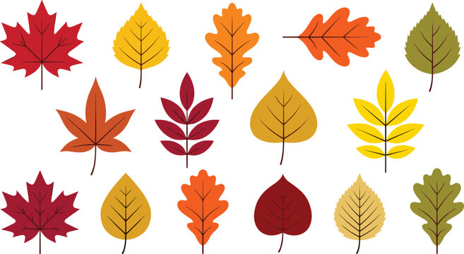 Colorful Autumn Leaves Vector Collection with Maple, Oak, and Birch Foliage for Thanksgiving Day Graphics, Fall Season Backgrounds, and Harvest Festival Branding