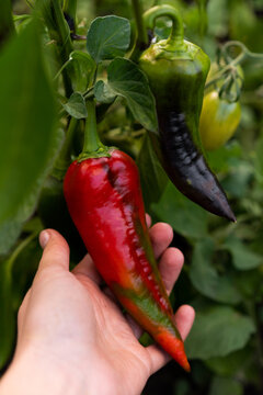 Hand holding organic red chili pepper growing