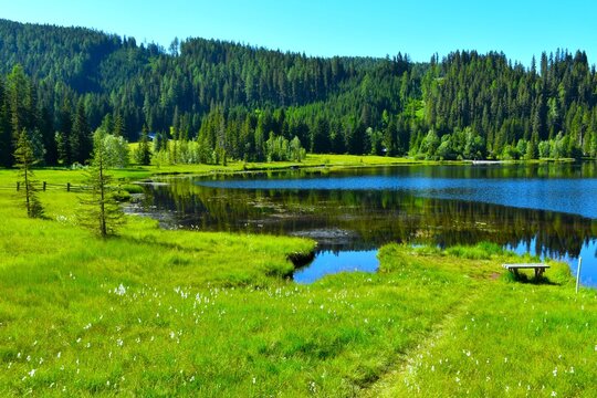Raised bog at the shore of Prebersee lake with a conifer forest covering the hill above in Lungau, Niedere Tauern, Austria