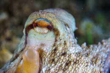 close up of an octopus on a rock © Evgenios