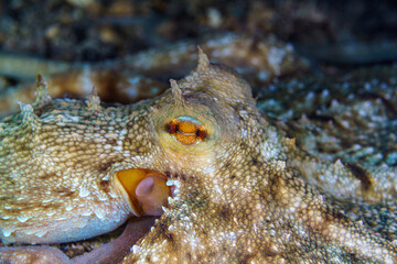 close up of an octopus on a rock © Evgenios