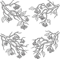 Fototapeta premium Autumn branches with berries and leaves in a decorative pattern with organic lines for seasonal design