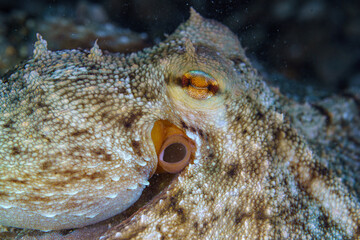 close up of an octopus on a rock © Evgenios
