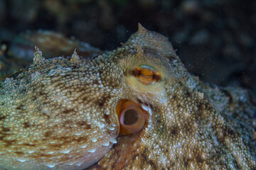 close up of an octopus on a rock © Evgenios
