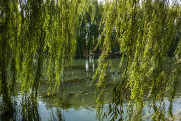 Beautiful weeping willow tree branches hanging over calm lake water, scenic peaceful nature landscape background with lush green foliage, bright sun reflection on pond surface in sunny summer park © ATRPhoto