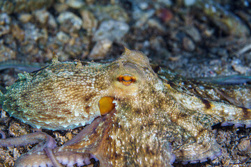 close up of an octopus on a rock © Evgenios