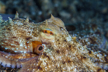 close up of an octopus on a rock © Evgenios