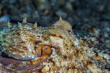close up of an octopus on a rock © Evgenios