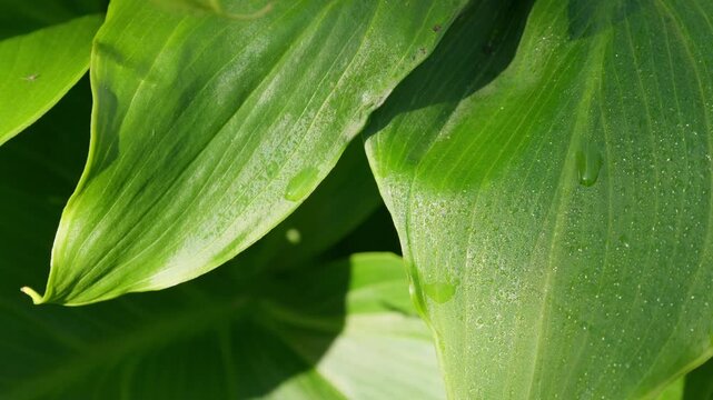 Green sunlit tropical leave. Lilly plant with morning dew.