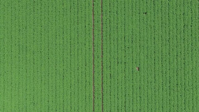 Harvesting and agriculture. Crop plantation at farm. Agriculture and cultivation. Aerial top view on green crop field. Nature environment. Green harvest in field. Summer green field