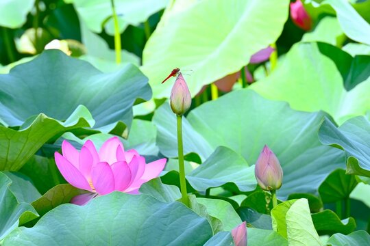 Lotus flowers. A seasonal background image. A quintessential feature of summer, they slowly bloom from the break of dawn, revealing an ethereal beauty.