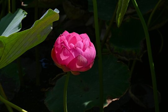 Lotus flowers. A seasonal background image. A quintessential feature of summer, they slowly bloom from the break of dawn, revealing an ethereal beauty.