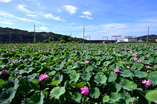 Lotus flowers. A seasonal background image. A quintessential feature of summer, they slowly bloom from the break of dawn, revealing an ethereal beauty.
