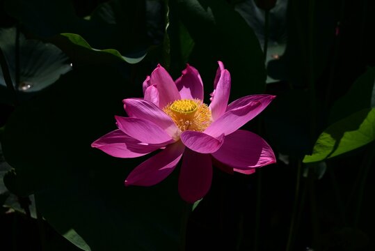 Lotus flowers. A seasonal background image. A quintessential feature of summer, they slowly bloom from the break of dawn, revealing an ethereal beauty.