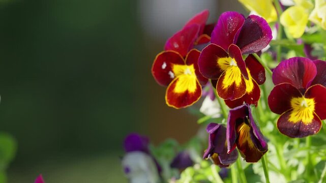 Close up of Viola plants in hanging basket in springtime. Warming sunlight