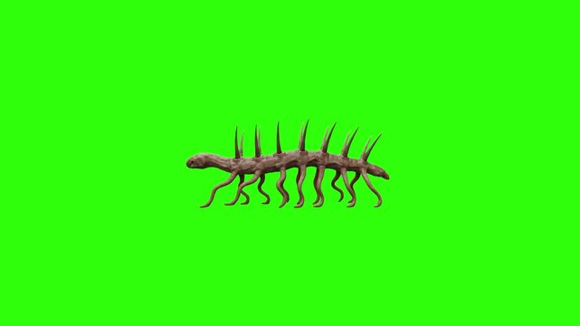 A highly accurate 3D animation of the bizarre Cambrian creature Hallucigenia walking slowly against a chroma key green background. Perfect for marine evolution documentaries and paleontology education