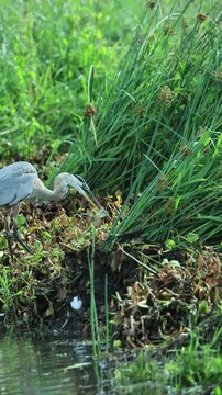 Goofy Great Blue Herons Catch then Loose Fish Look Silly