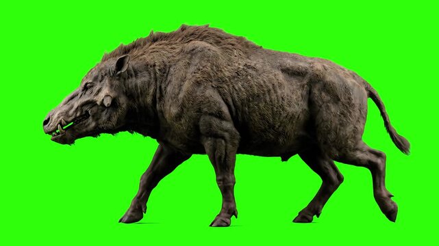 A detailed 3D walk cycle of the ancient entelodont, also known as the terminator pig, walking against a green screen. Ideal for paleontology documentaries and educational science videos.
