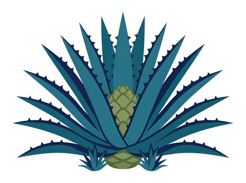 Blue agave plant vector graphic with sharp leaves and pina core