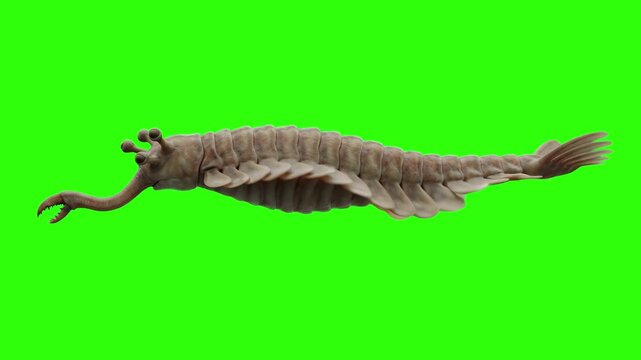 A detailed 3D animation of the bizarre Cambrian creature Opabinia swimming and using its frontal proboscis against a chroma key green background. Ideal for evolutionary biology and ancient marine life