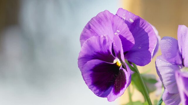 Close up of Viola plants in hanging basket in springtime. Warming sunlight