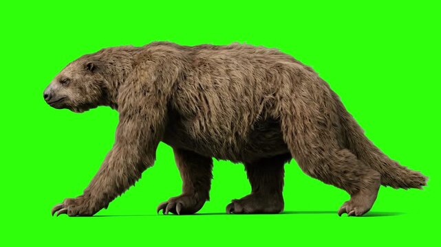A realistic 3D walk cycle of the extinct Pleistocene mammal Megatherium, the giant ground sloth, moving against a chroma key green background. Ideal for ice age documentaries, paleontology presentatio