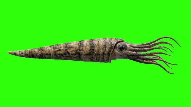 A detailed 3D animation of the prehistoric nautiloid Cameroceras swimming smoothly against a chroma key green background. Excellent for custom video compositing, educational science media, and paleont