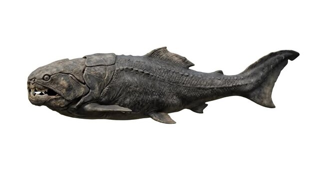 3D animation model of the giant armored prehistoric fish Dunkleosteus swimming isolated over a plain white background. Excellent for paleontology educational content, ancient sea predator clips, museu
