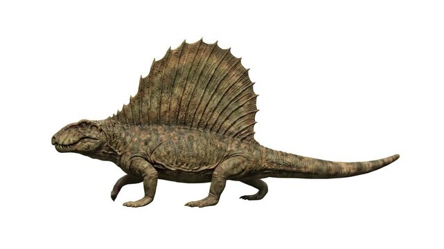 High-detail 3D render of a green-patterned Dimetrodon synapsid with its large dorsal sail, isolated on a clean white background with subtle shadows. Perfect for dinosaur encyclopedias, evolutionary hi