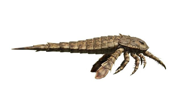 A detailed 3D model of a prehistoric Eurypterid sea scorpion with paddle-like limbs swimming forward, isolated on a clean white background. Great for Paleozoic ocean documentaries, ancient marine arth