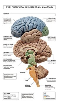 Exploded view diagram showing the detailed anatomy of the human brain