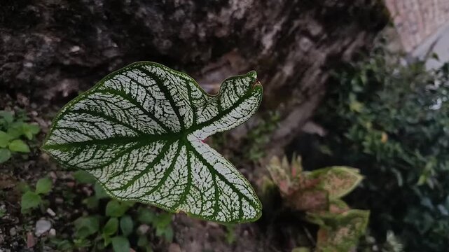 Close Up of White Caladium Leaf with Green Veins