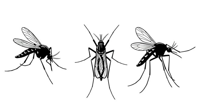 Black Mosquitoes Insects with Wings.