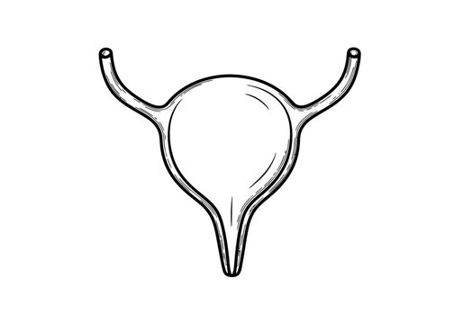 Anatomical line art illustration of the human urinary bladder featuring the bladder sac, ureters, and urethra in a simplified black and white icon style isolated on white background.