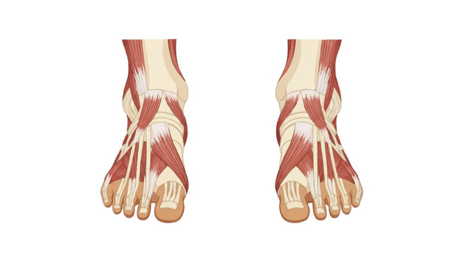 Anatomy of the human foot showing muscular structure and tendons
