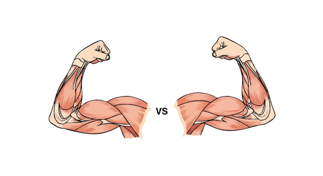 Anatomical comparison of human arm muscles flexed for strength